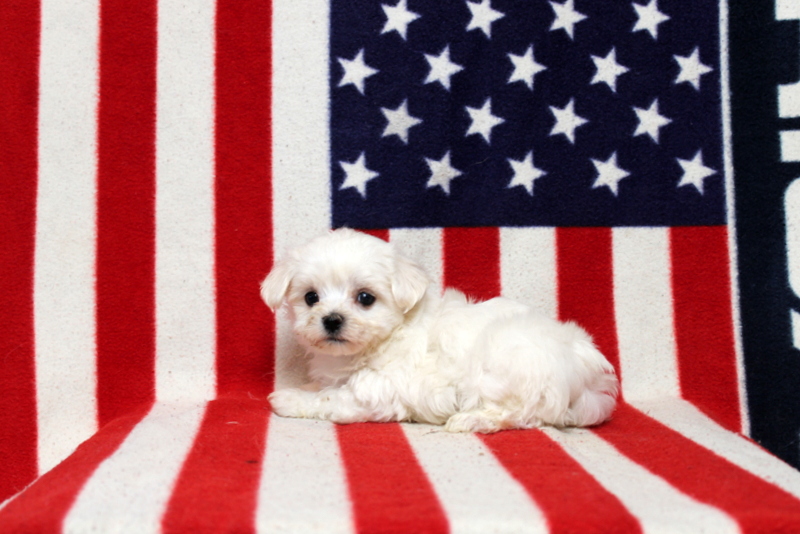 puppy, for, sale, Maltese, Matthew B. Stoltzfus, dog, breeder, Gap, PA, dog-breeder, puppy-for-sale, forsale, nearby, find, puppyfind, locator, puppylocator, aca